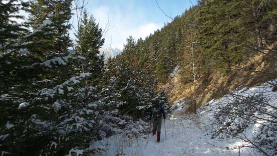 Back to the logging road