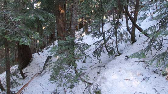 Bushwhacking up the forested slope