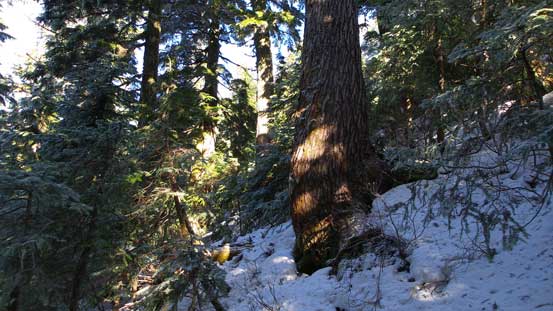 Gaining some height.