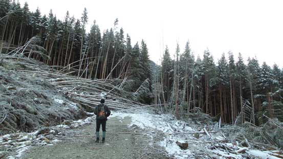 Hiking up the Lucky 4 Mine Road. Note the deadfalls ahead