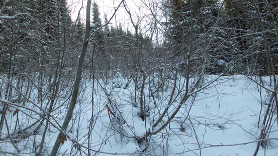 The road is very bushy at places
