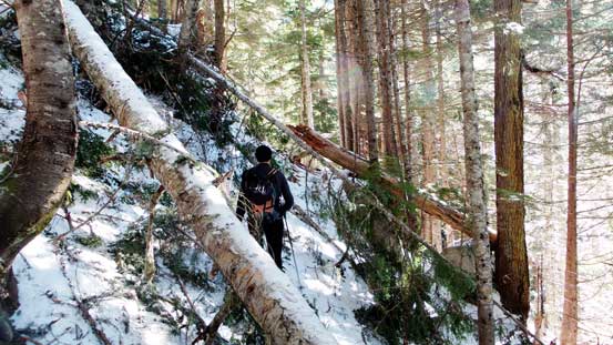 Still have deadfalls to negotiate...