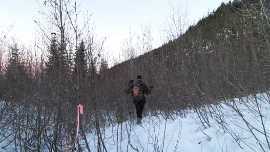 Back to the bushy road