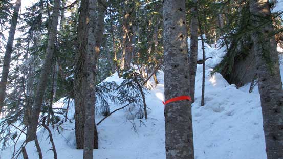 Flagggings making the way up the forest