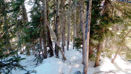 The forested descent