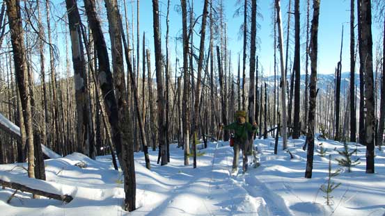 Here we briefly lost the road. Those deadfalls constantly gave us good surprises... 