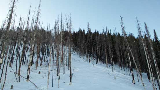 Back to the cutblock