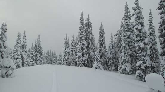 The forested summit view...