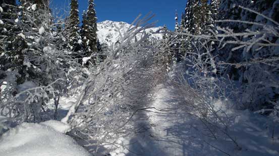 That bushy logging road section