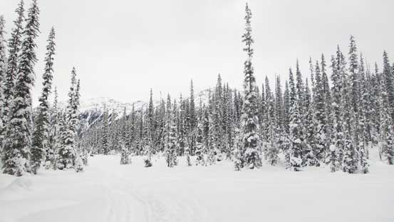 The return along Cerise Creek