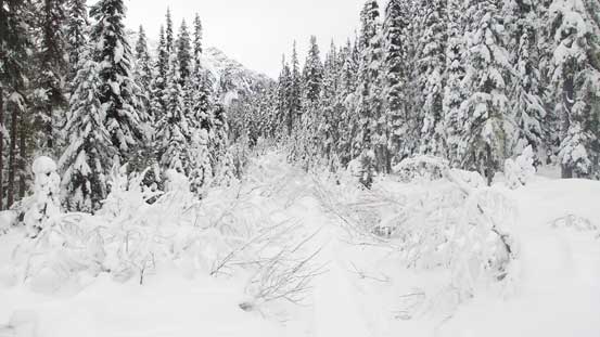 That logging road section