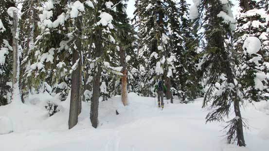 Skinning up through the forest