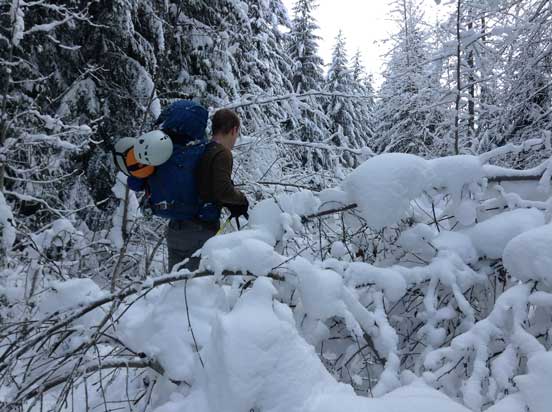 Ben whacking through the alders..