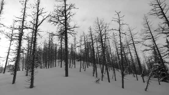 Travelling through a larch forest