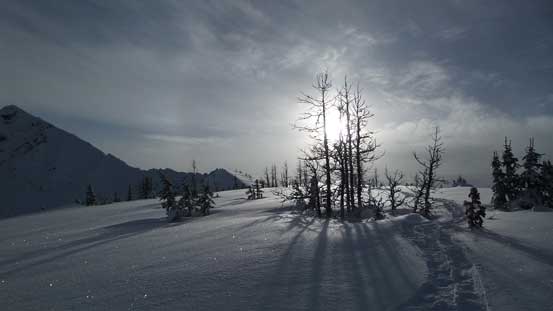 One of the many larches around