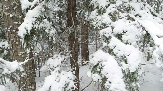 Not the most pleasant forest travel...