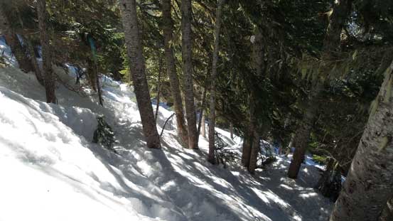 Steep ascent through forest