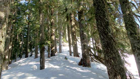 The forested ascent up Jove Peak's SW Ridge