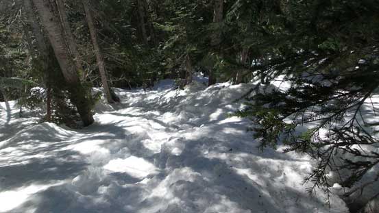 The forested descent