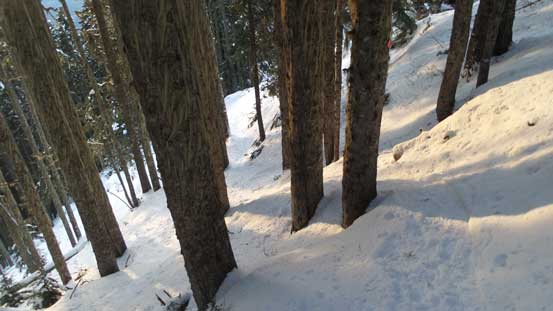 Into the woods following the tracks