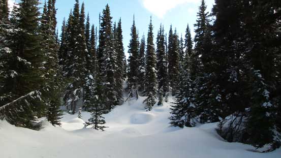 Traversing towards the forested true summit..