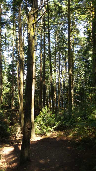 Hiking through the forest