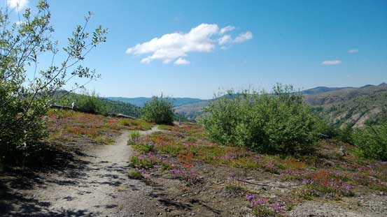 The vegetation here is quite unique