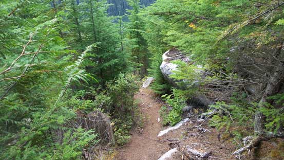 Entering the lower secondary growth forest