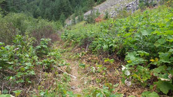 Trail beyond Strike Lake has a few narrow sections