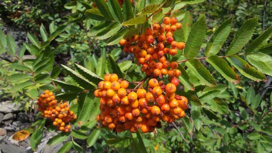 Neat vegetation... I'm sure there're bears around as I could see scats everywhere...
