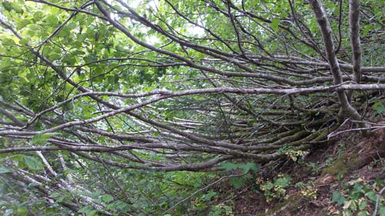 Here's that band of alders... 