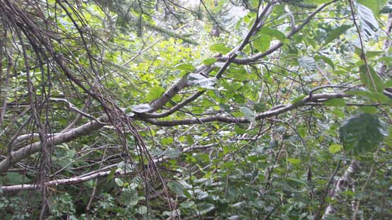 Oh the alders... And in rain... Fun time... 