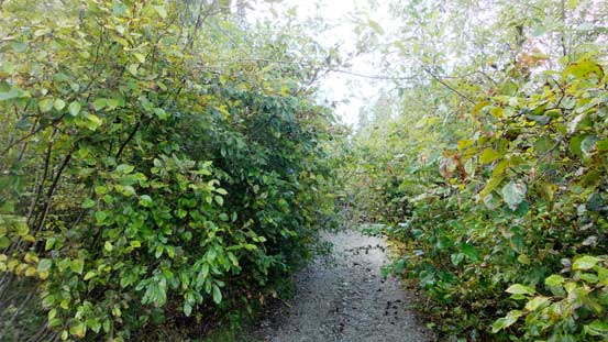 The E 100 spur road was quite grown in, but good for foot travel