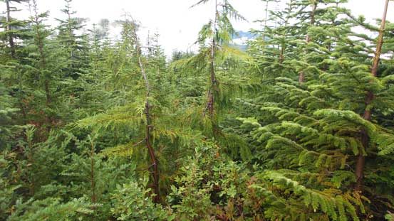 The start of the Pinecone Lake Trail was bushy and very wet... 