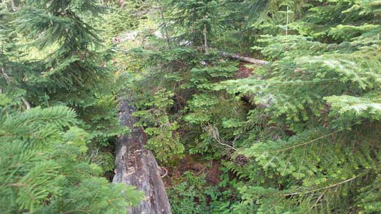 Eventually I had to deal with bush. I found staying on the logs made things easier 