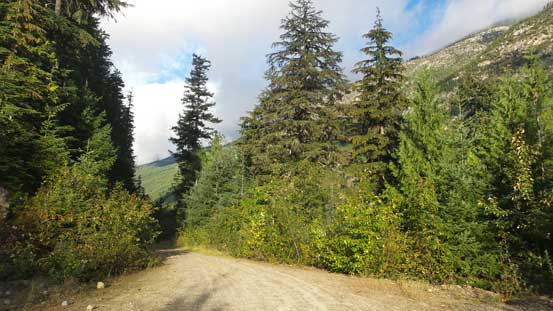 The ascent started with some logging road walking 