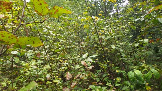 Hard to picture but here we were actually following the spur road up... 