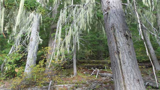 Eventually we decided to just bail into the forest 