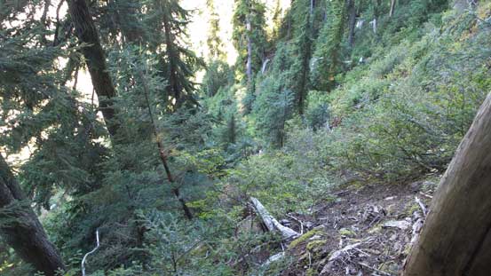 The typical steep and bushy terrain in this general area...