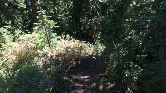 I was lucky to pick up this unexpected flagged trail