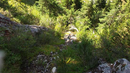 Steep and bushy to get down