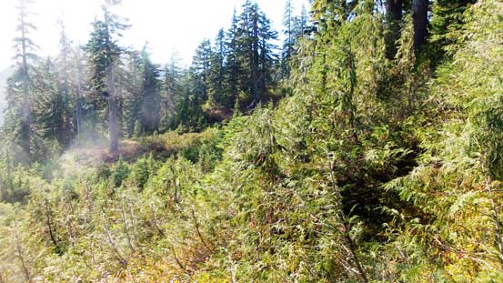 The bench traverse was bushy at places too