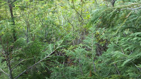 Down into the bush I went...