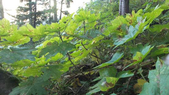 What is this?! Oh yeah it's in the west coast..