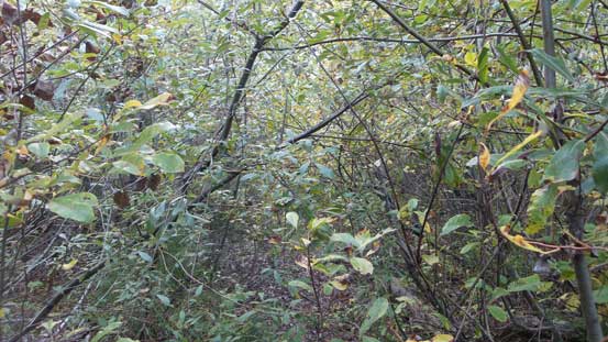 Pushing through the alders...