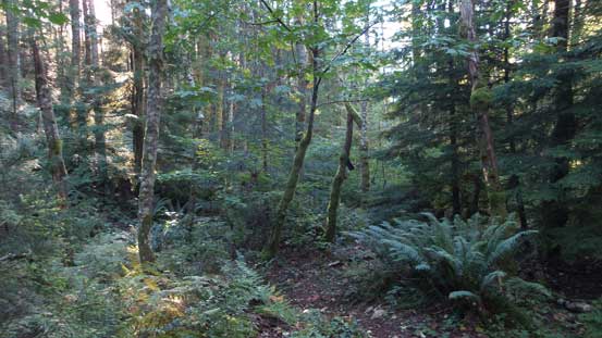 The typical forest around here. 