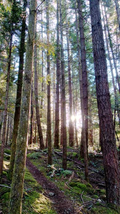 Sun beam through the forest