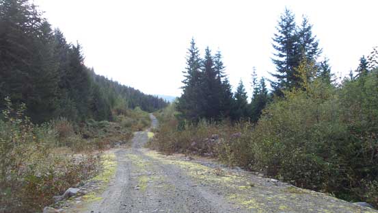 The initial stretch of logging road plod. Should have driven a little bit further. 