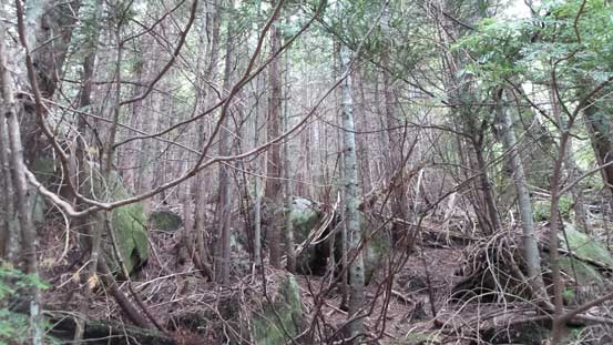 Into the bush I went.. 