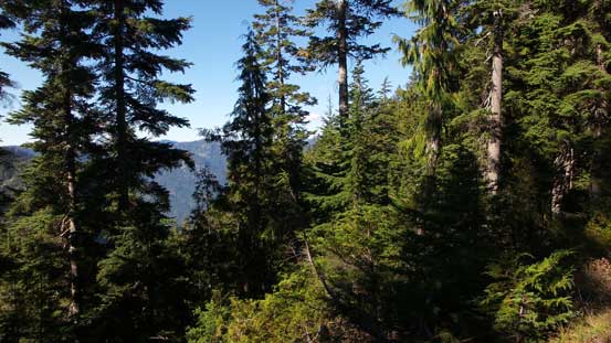 Higher up in the forest now. 